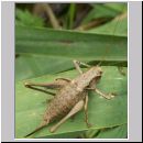 Pholidoptera griseoaptera - Strauchschrecke w04.jpg